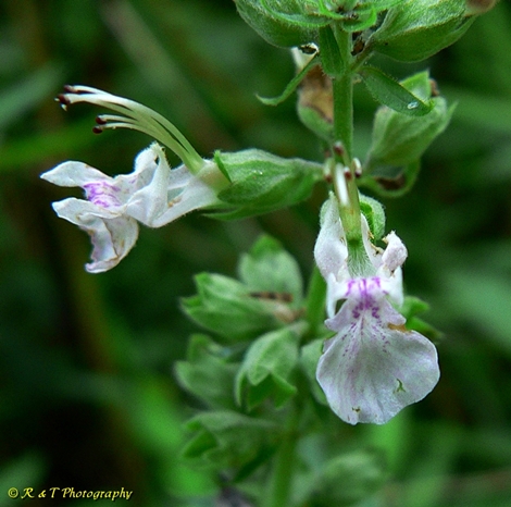 {Teucrium canadense}
